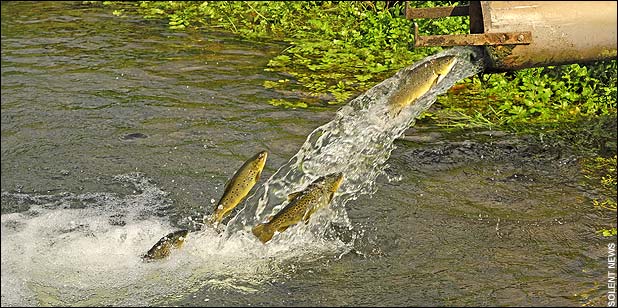 farmed-trout-jumps