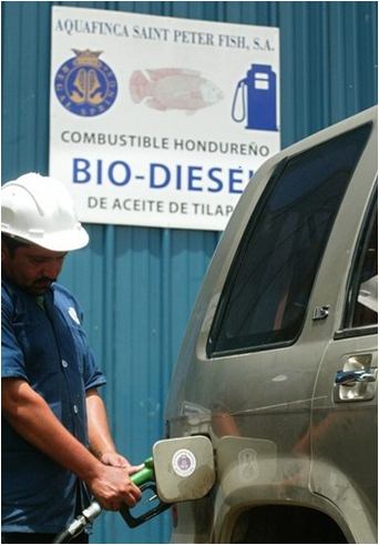 Tilapia-diesel